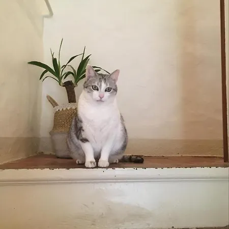 Appartement Loue Maison De Village A Hyeres/ Les Borrels