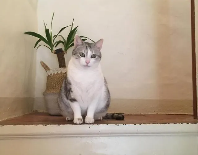 Διαμέρισμα Loue Maison De Village A Hyeres/ Les Borrels